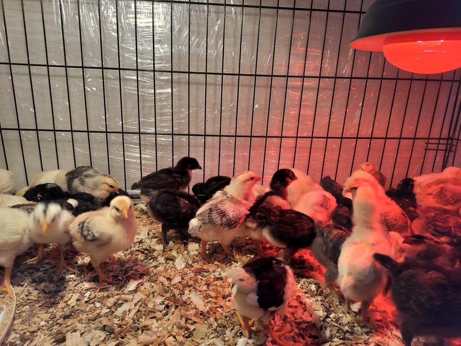 Pui zburați de casă