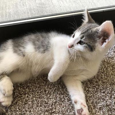 Котенок Мушучка яхши кулларга