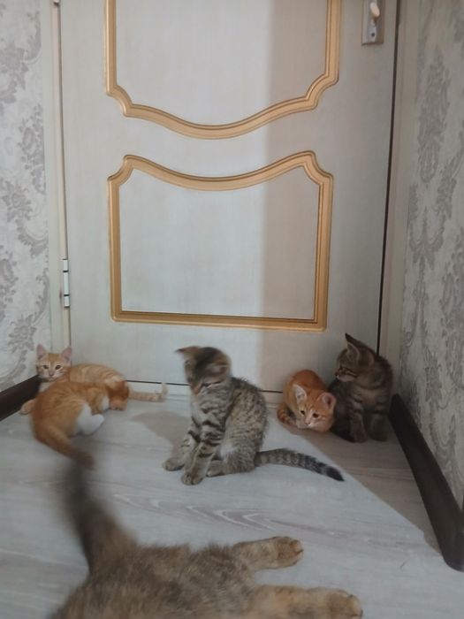 Hadyaga Mushuk bolalari