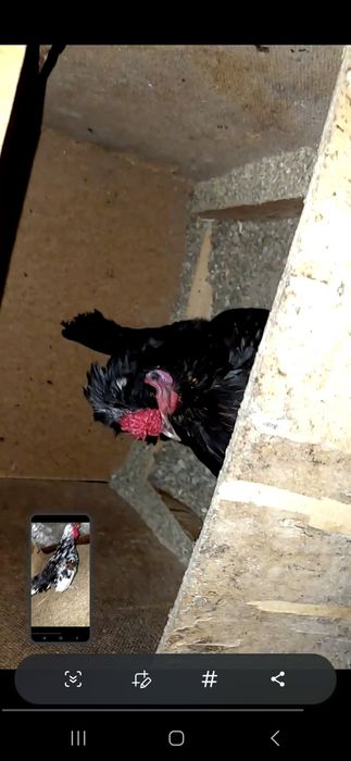 Бентам, сибарай,японла 100000