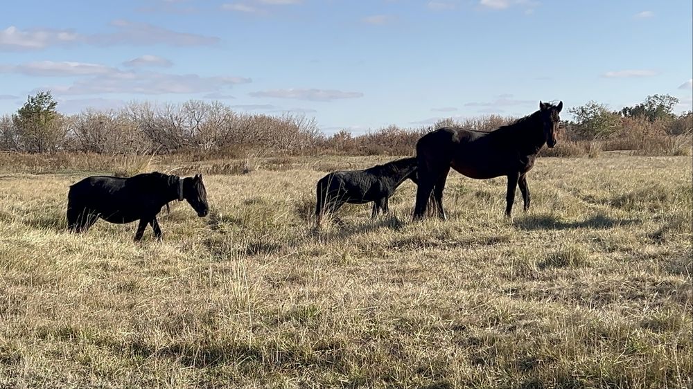 Үлкен бие үрғашы кұлынымен