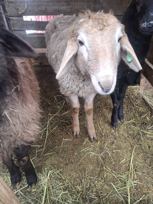 Продам тохтушек( кошкары )