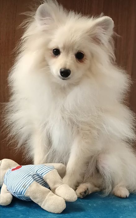 Померанский шпиц мини стандарт 5 мес