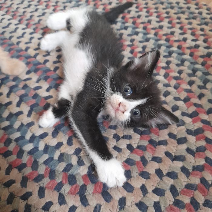котята бесплатно