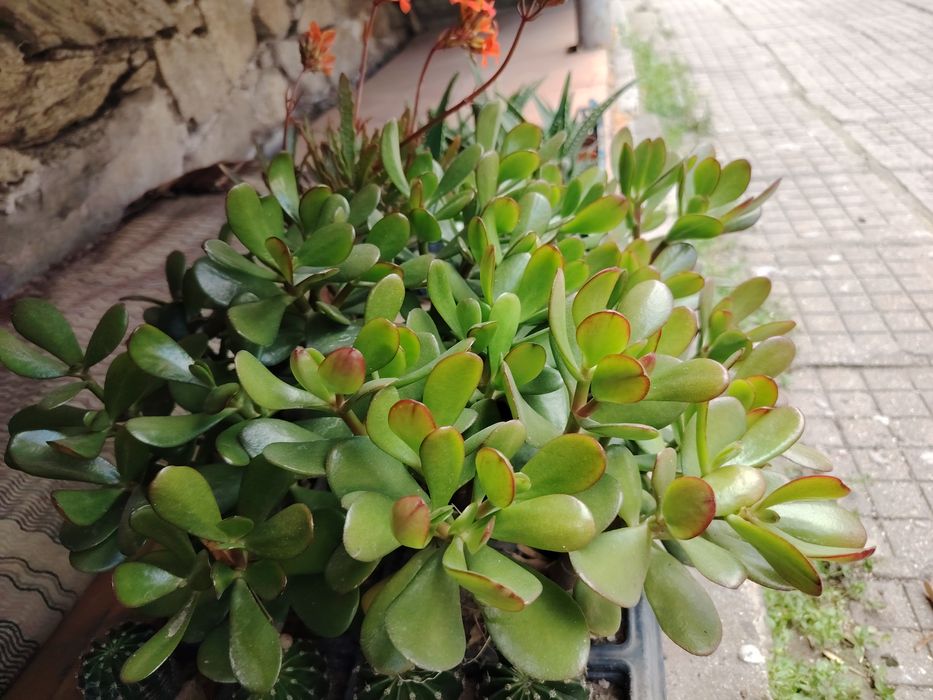 Цветя кактуси, дървото на живота