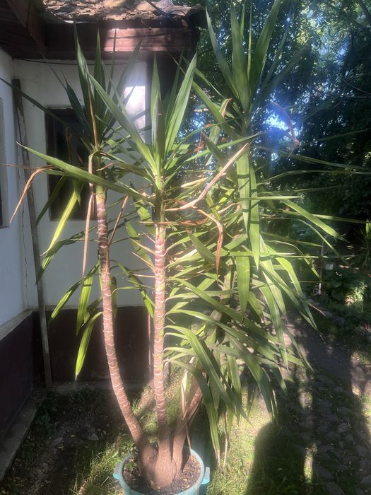 Floare de interior yucca