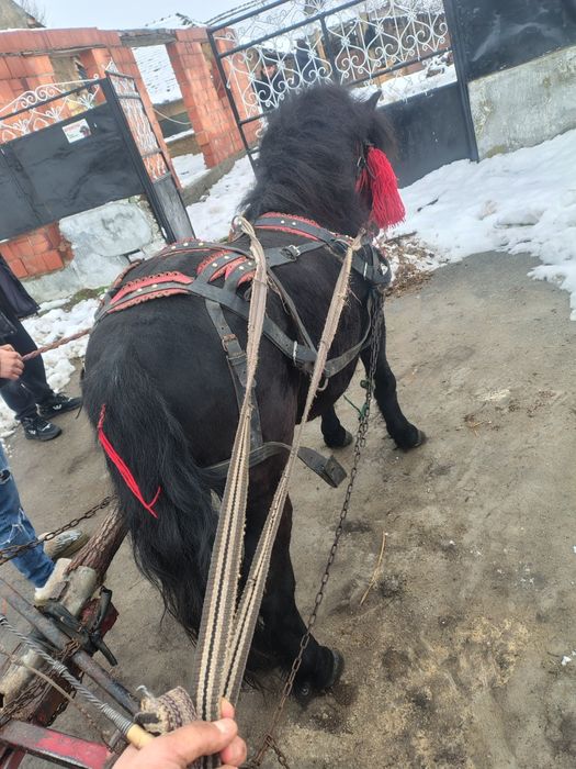 Vând sau schimb ponei de 4 ani