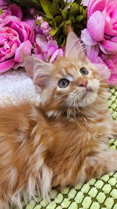 ПЛАМЕННЫЕ !! МЕЙН куны, котята