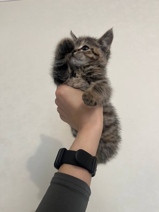 Отдадим котенка в добрые руки