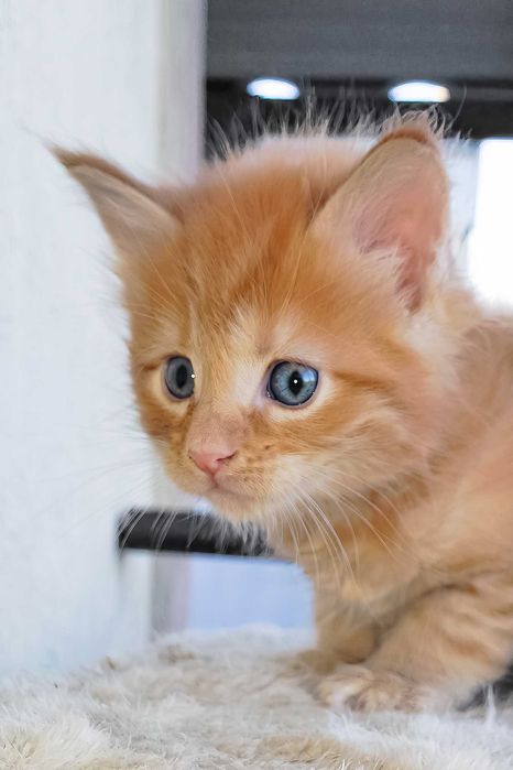Maine Coon Felisa Lynx Rune Code Diesel – Micuțul titan cu pedigree de elită și o blândețe rară