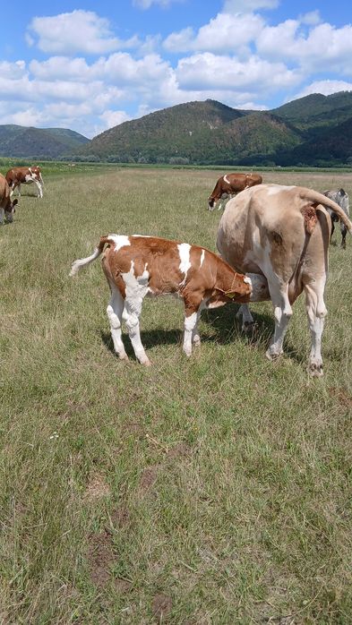Vand vaca buna de lapte de 6 ani cu vitea de 150kg
