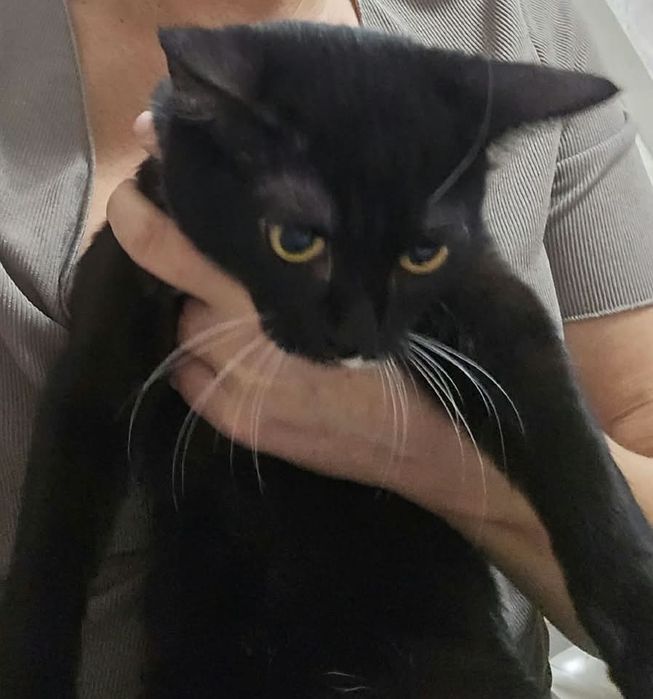 отдам котят и 2 кошек