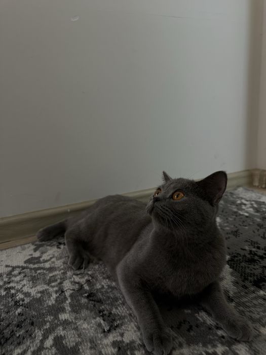 Mushk sotiladi qizbola mushuk aqli toza parodali