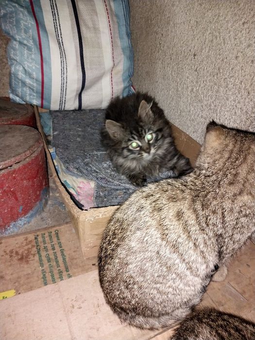 Красивые  котята