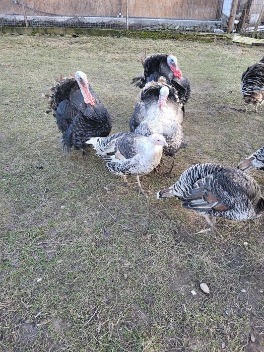 curcani tineri si frumosi, de vanzare