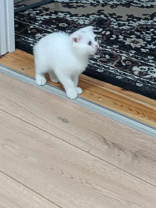 Скоттиш фолд и страй девочка 2 месяца. Scottish straight Qiz bola 2 oy