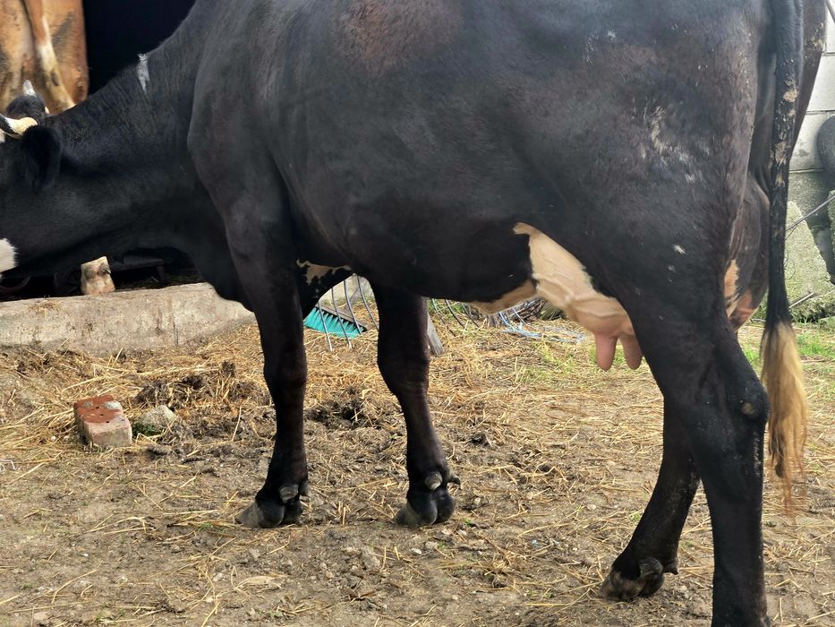 Vand Vaca tanara Baltata romaneasca