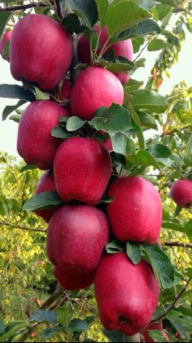 Pomi Fructiferi Columnari (Soiuri De Mar )