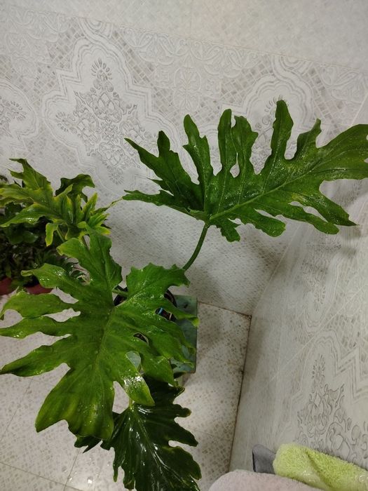 Продажа комнатных цветов, Ташкент, Gullar sotiladi, Gul