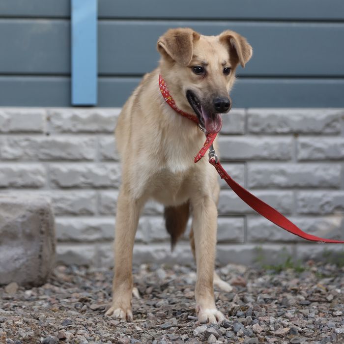 Милый Май, 11 мес., в поисках семьи