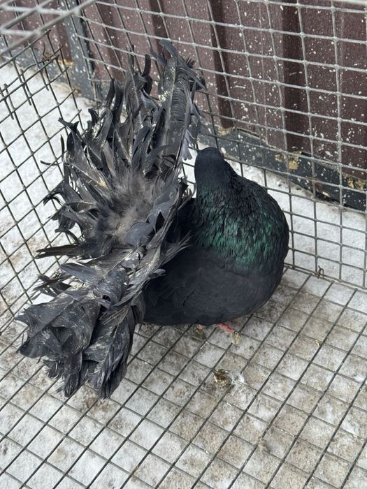 Павлин самец !