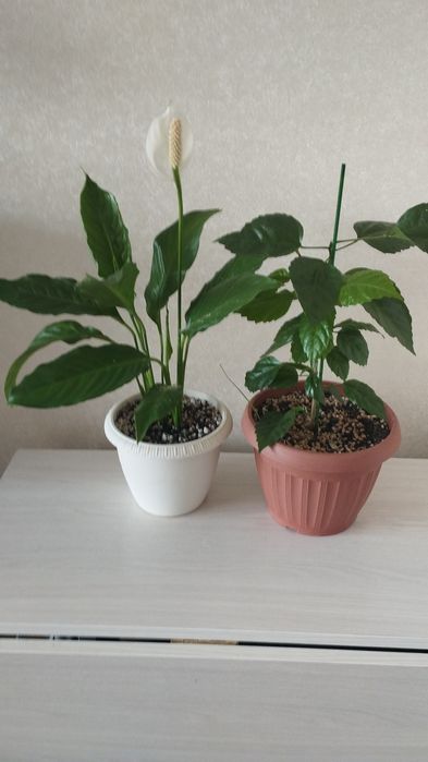 Фикусы разных сортов, район Евразии