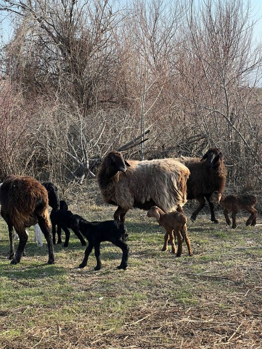 Бараны с барашками
