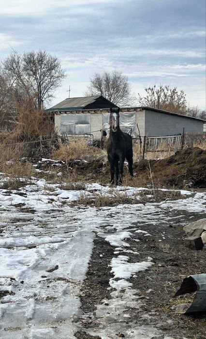 Семіз жылқы ,Айғырлыққада болады жасы 3