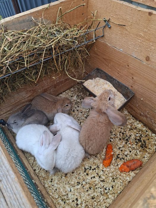 Vând iepuri berbec german 2 luni.