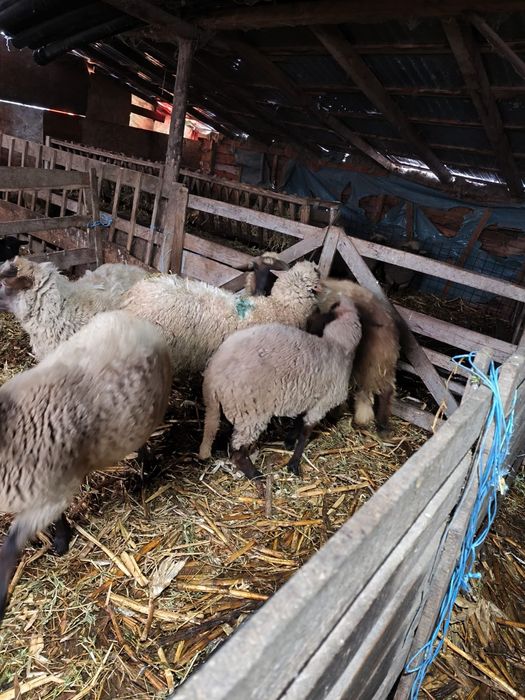 De vanzare 4 mielute si un berbecut , de prasila posibil gestante