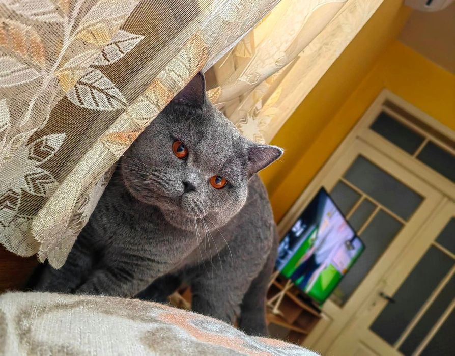 Британска късокосместа котка