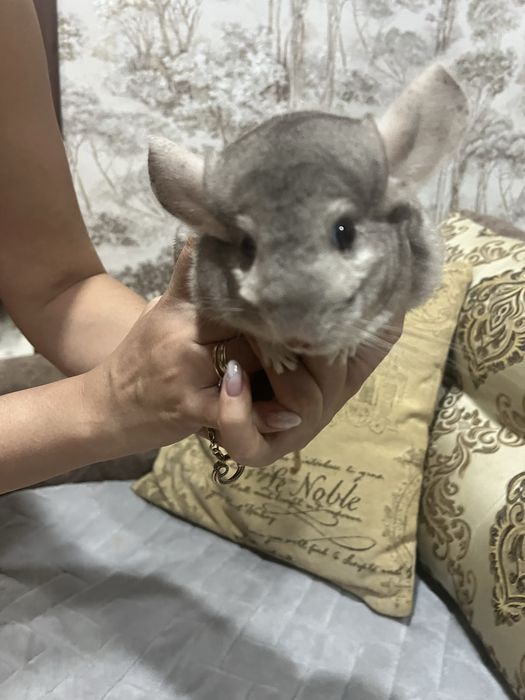 Шиншила домашняя.