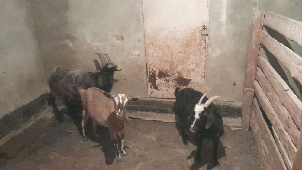 Ешкі мен лақтар сатамын