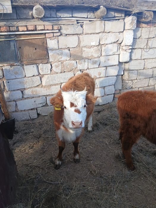 Продается телочки.