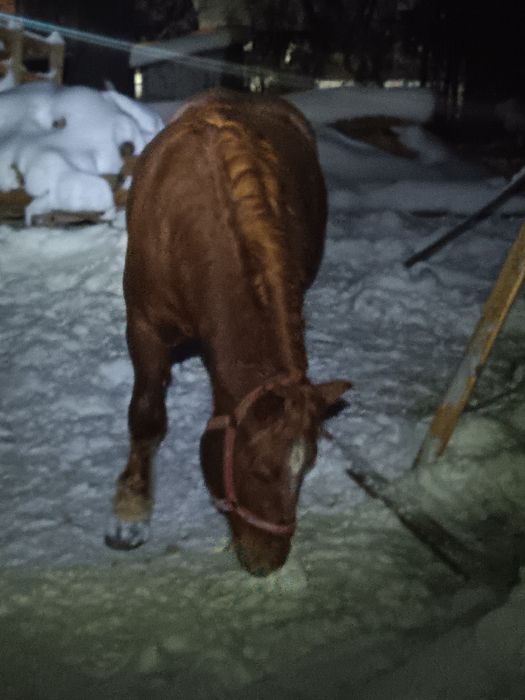 Cal/Armăsar -Mânz armăsar de vânzare