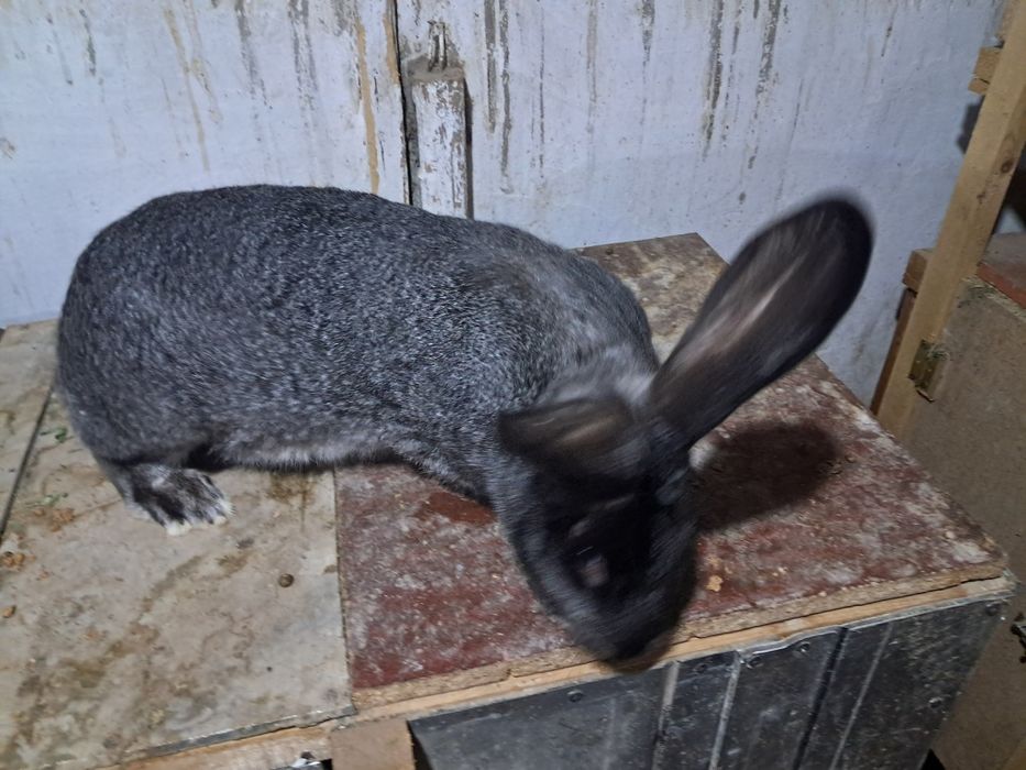 Продаются кролики