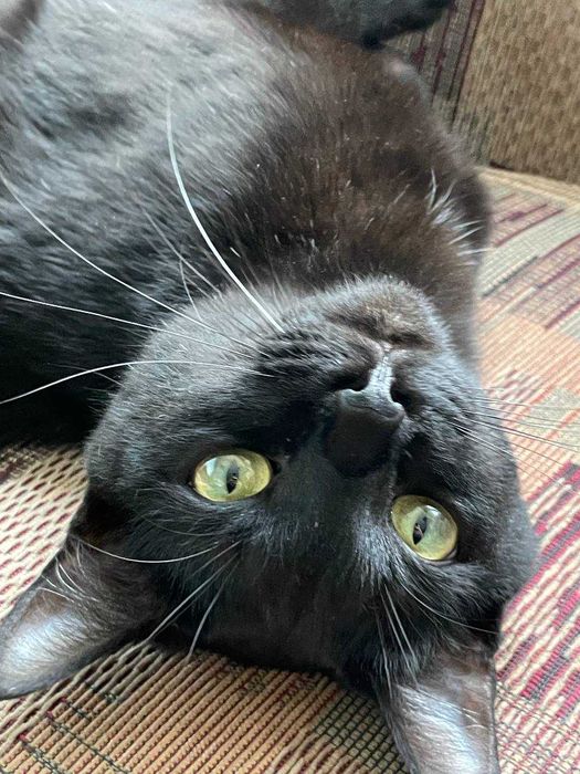 Шикарный кот ищет верного хозяина