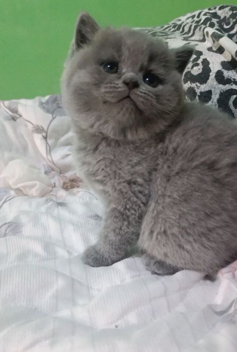 Продаются британские котята.