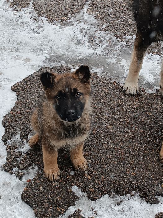 Продажа животных