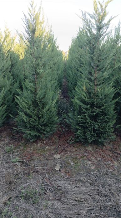 Leylandii la oferta