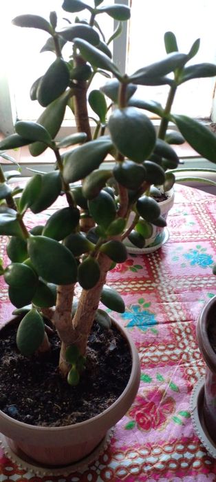 Денежные деревья