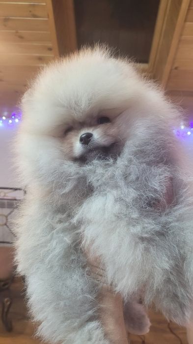 Pomeranian băiețel pufos