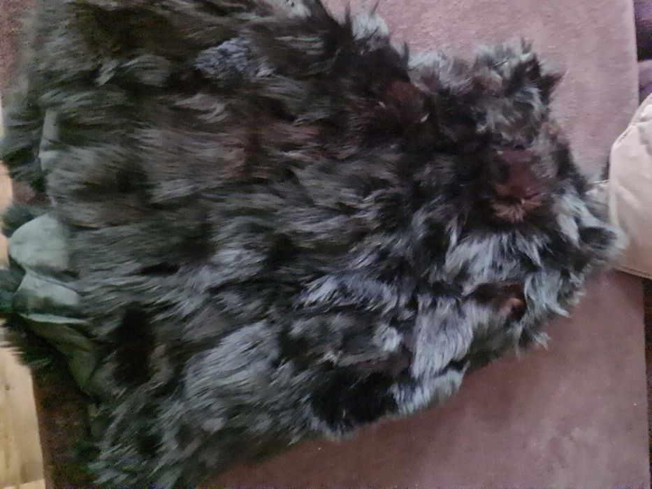 Елек черен едтествен косъм лисица