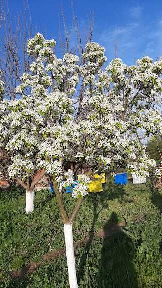 Пчелни кошери система Дадан Блат 10р