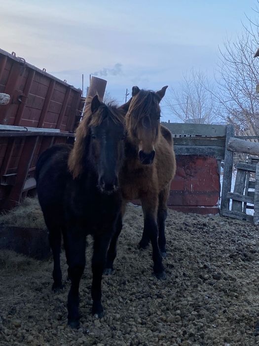 Продается кобыла с жеребенком