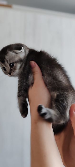 Продаются котята Скоттиш фолд
