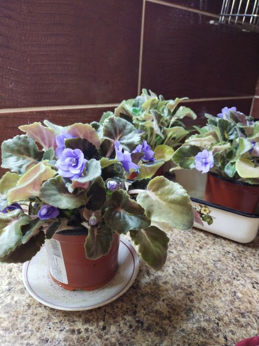 Фиалка обильноцветущая