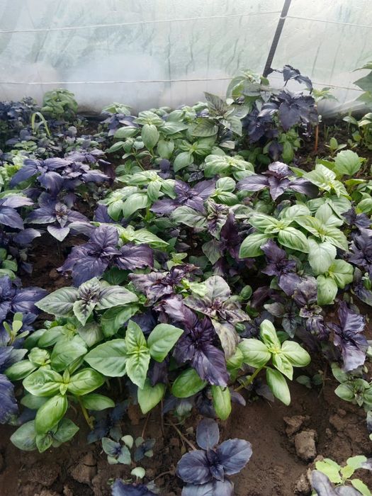 Продаю разные сорта расады