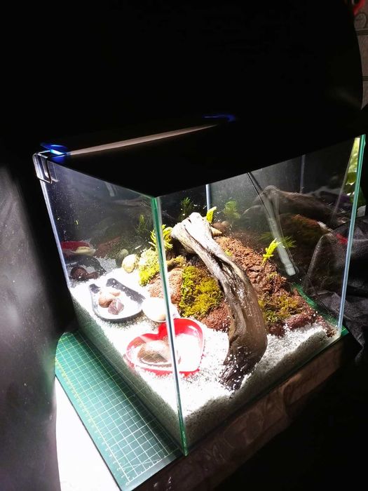 Очаровательные раки-отшельники