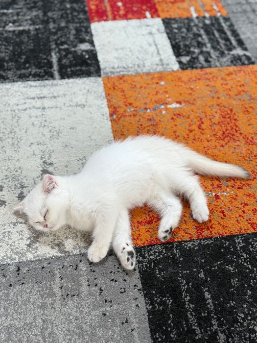 Породисти Котенца с родословие